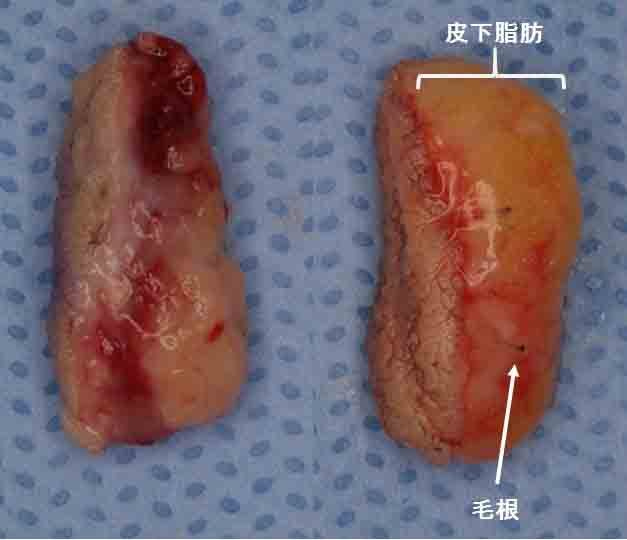 肉眼所見（見た目）